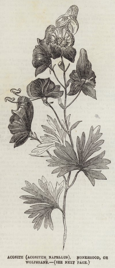 Aconit (Aconitum Napellus), casque de moine ou tue-loup (gravure) - English School