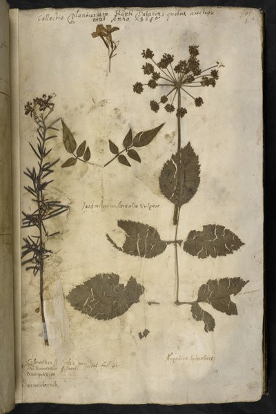Add MS 78334 f.3r Spécimen de plante séchée avec explication, du 