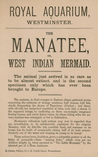 Publicité pour le lamantin - English School
