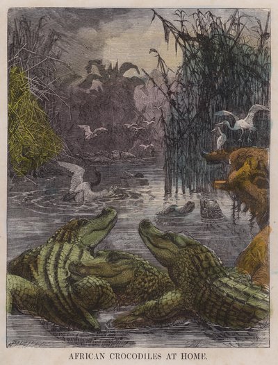 Crocodiles africains chez eux (gravure en couleur) - English School
