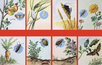 Toutes sortes de nuisibles - English School