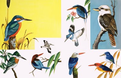 Toutes sortes de martins-pêcheurs - English School