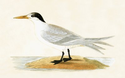 Sterne alliée, illustration de 