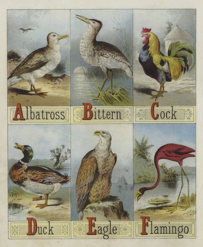 Alphabet des oiseaux - English School