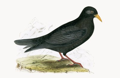 Chocard à bec jaune, illustration de 