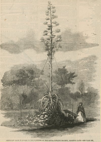 Aloès américain en fleur - English School