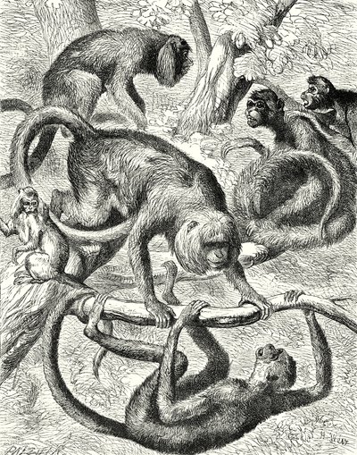 Singes américains (gravure) - English School