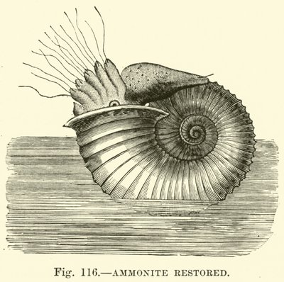 Ammonite restaurée - English School