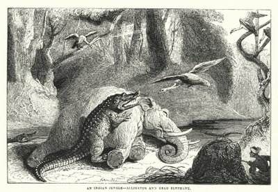 Une jungle indienne, alligator et éléphant mort - English School
