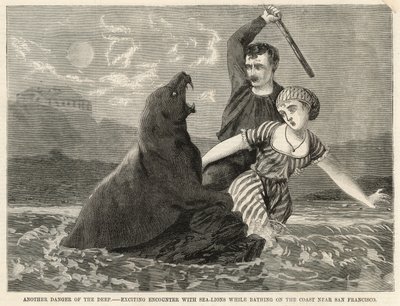 Une rencontre excitante avec des lions de mer en se baignant sur la côte près de San Francisco - English School