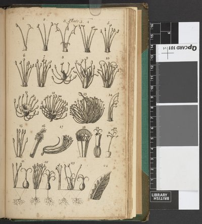 Une introduction à la botanique, contenant une explication de la théorie de cette science, et une interprétation de ses termes techniques, extrait des œuvres de Linné...