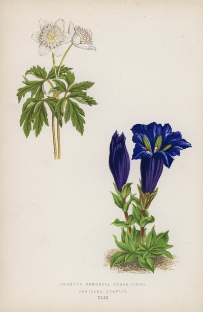 Anemone Nemorosa Flore-pleno; Gentiana Acaulis - English School