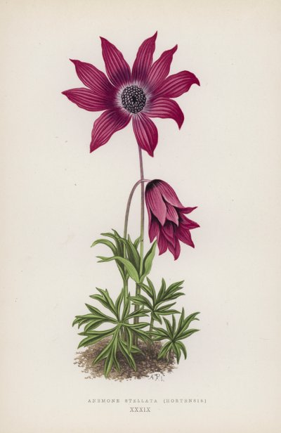 Anemone Stellata, Hortensis - English School