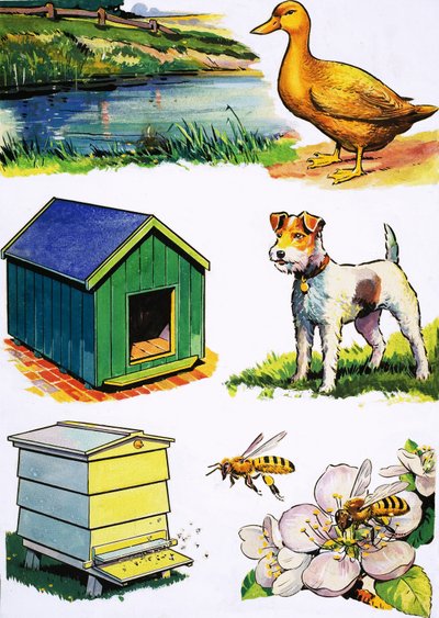 Les animaux et leurs maisons - English School