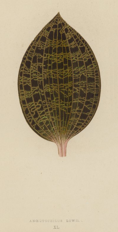 Anoectochilus Lowii - English School