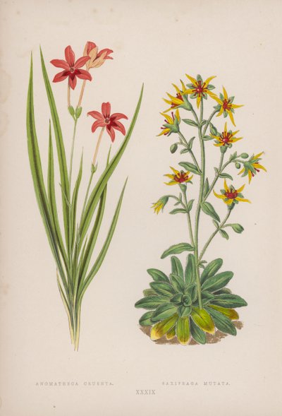 Anomatheca Cruenta; Saxifraga Mutata - English School