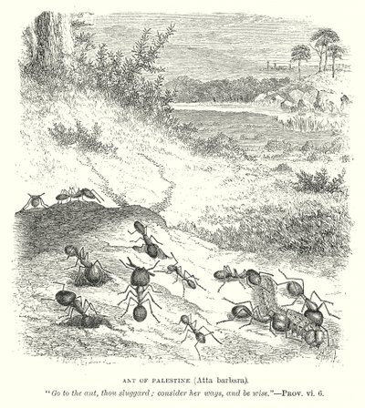 Fourmi de Palestine (Atta Barbara) (gravure) - English School