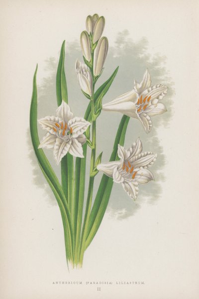Anthericum, Paradisia Liliastrum - English School