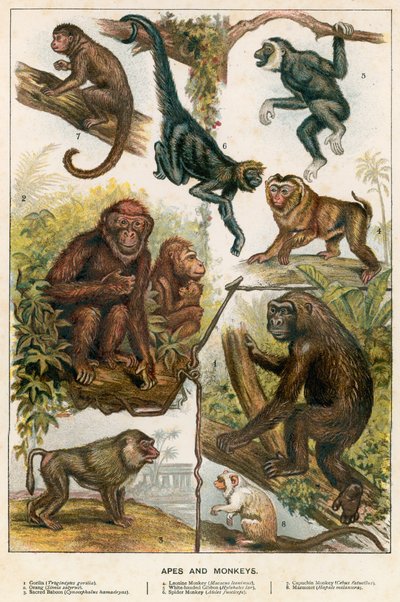 Singes et macaques - English School