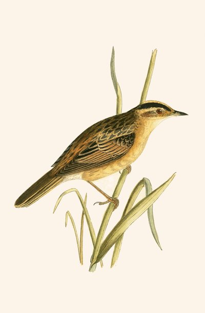 Phragmite aquatique, illustration de 