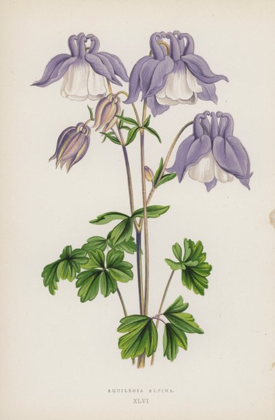 Aquilegia Alpina - English School