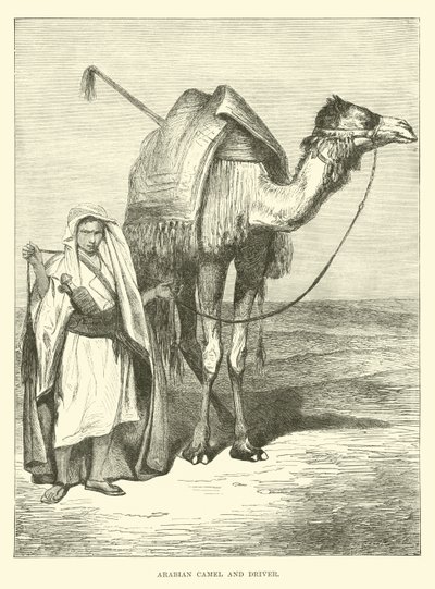 Chameau arabe et conducteur - English School