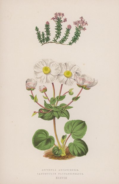Asperula arcadienne ; Renoncule de Parnasse - English School