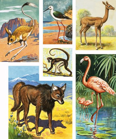Animaux divers - English School