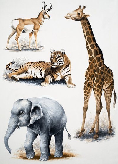 Animaux divers - English School