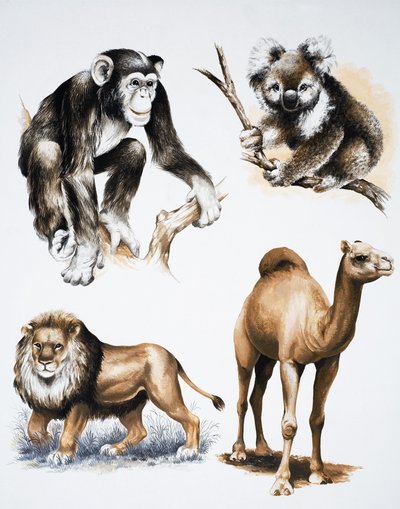 Animaux divers - English School