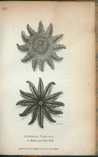 Asterias Papposa ou Étoile de mer à douze rayons, de 