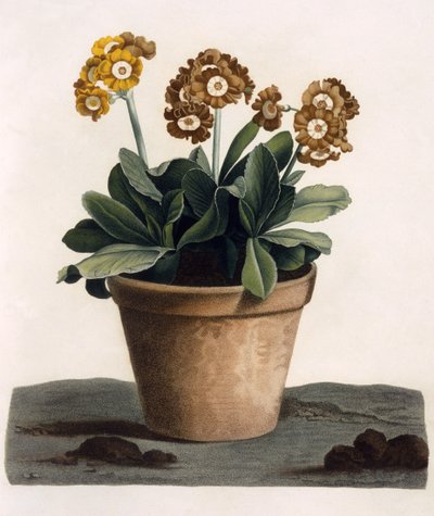 Auricula dans un pot, vers 1840 - English School