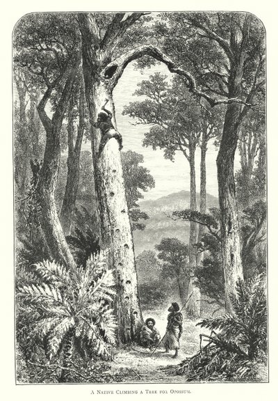 Australie : un indigène grimpant à un arbre pour un opossum (gravure) - English School