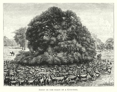 Australie : moutons à l