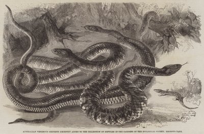 Serpents venimeux australiens récemment ajoutés à la collection de reptiles dans les jardins de la Société zoologique, Regent