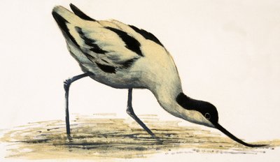 Avocet - English School