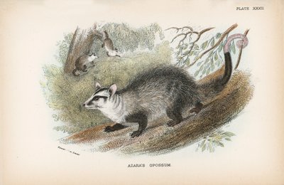Opossum d