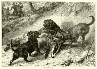 Chasse au blaireau - English School