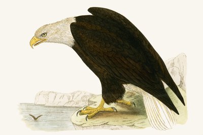 Aigle royal, illustration de 