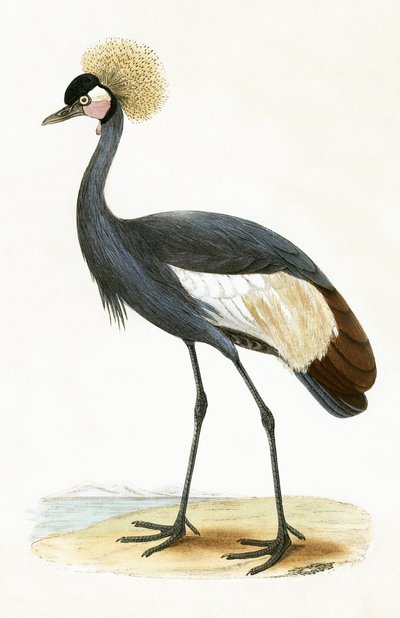 Grue des Baléares, illustration de 