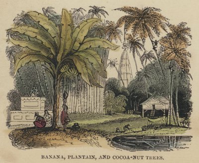 Bananier, plantain et cocotier - English School