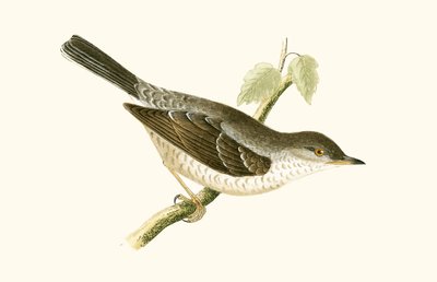Fauvette épervière, illustration de 