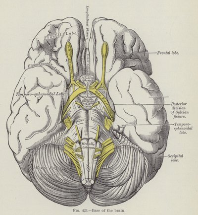 Base du cerveau (gravure) - English School