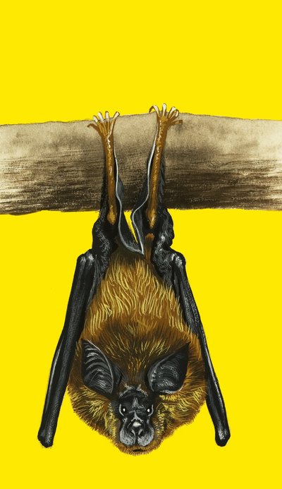 Chauve-souris - English School