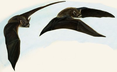 Chauves-souris - English School