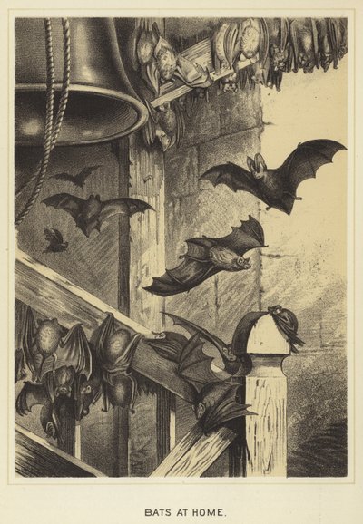 Chauves-souris à la maison - English School