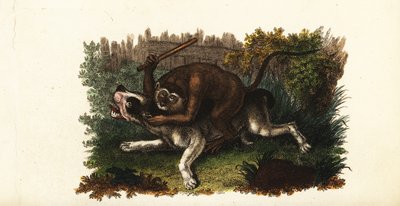 Combat entre un bouledogue et Jack, un singe cinghalais, à Worcester, Angleterre - English School