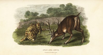 Combat entre un cerf rouge et un tigre de chasse - English School