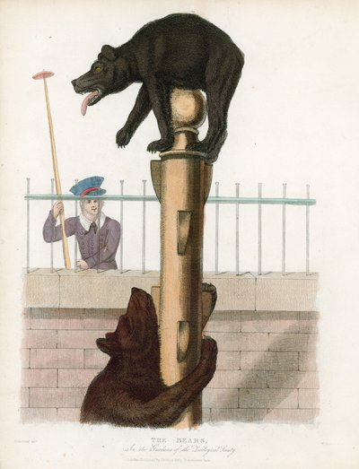 Fosse aux ours, jardins zoologiques de Londres, Regents Park - English School