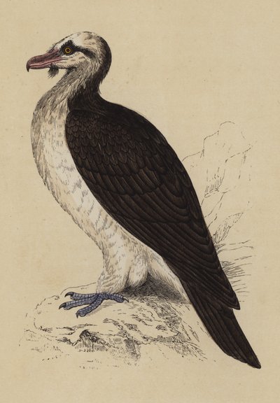 Vautour barbu - English School